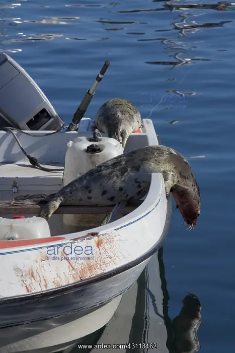 : Seal hunting - killed Harp seals on boat - Uummannaq : Seal hunting - killed Harp seals on boat - Uummannaq