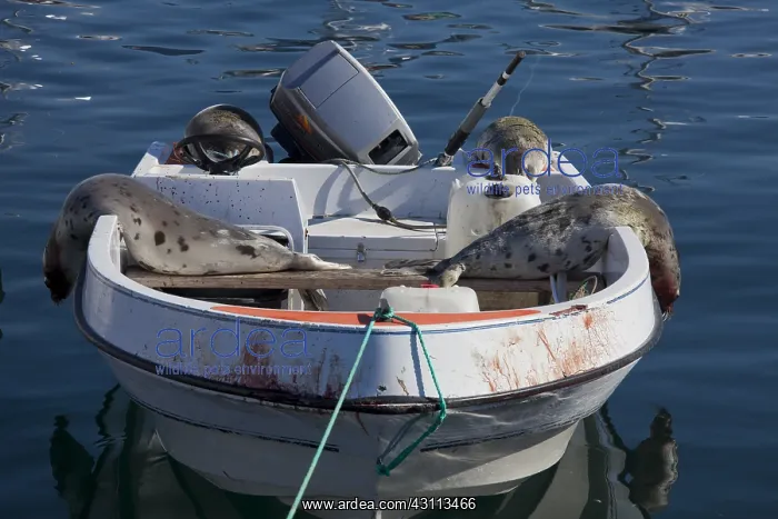  : Seal hunting - killed Harp seals on boat - Uummannaq