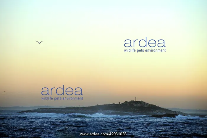 : Seal Island - at dawn : Seal Island - at dawn