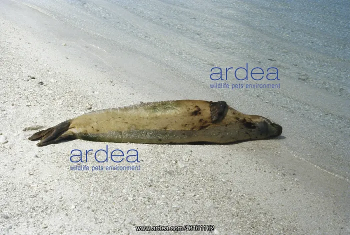  : Seal Killed by Oil Pollution