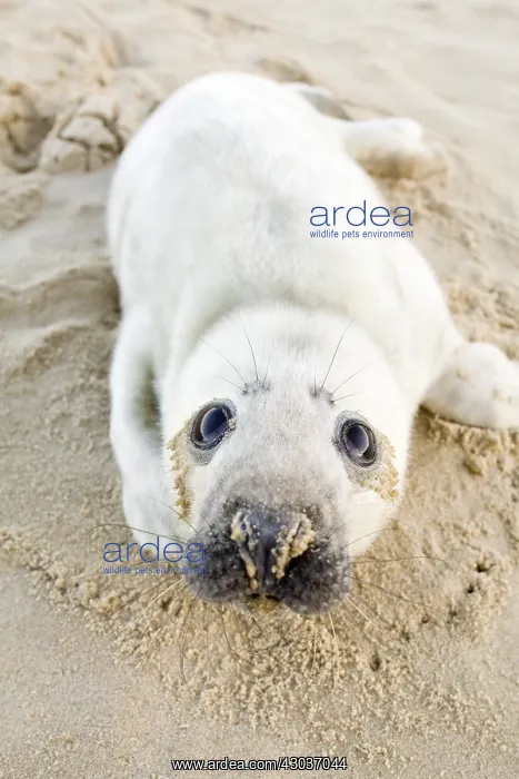  : Seal lying on beach