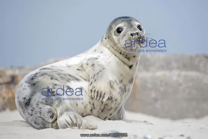 : Seal (Phoca vitulina), young, UNESCO World Heritage : Seal (Phoca vitulina), young, UNESCO World Heritage