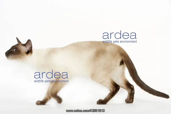  : Seal Point Siamese Cat