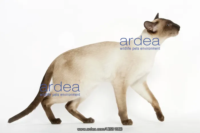  : Seal Point Siamese Cat