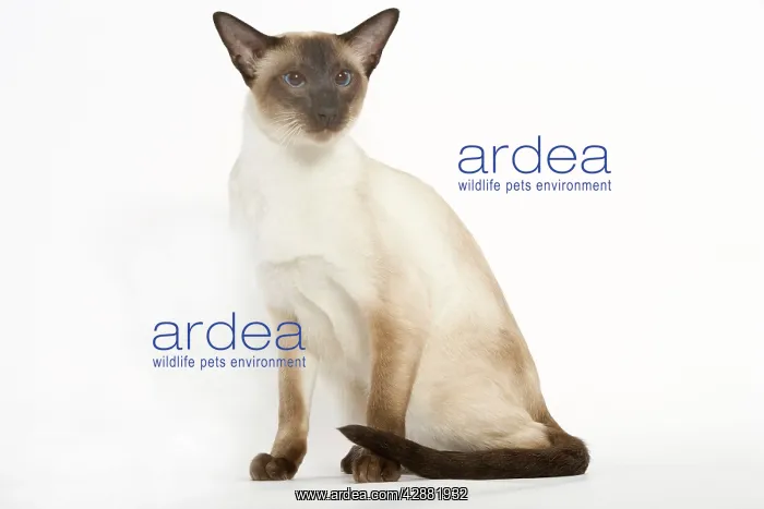  : Seal Point Siamese Cat - sitting