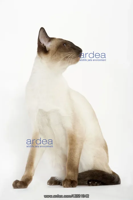  : Seal Point Siamese Cat - sitting