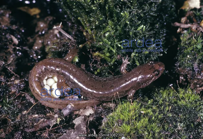 : Seal Salamander w / Eggs : Seal Salamander w / Eggs