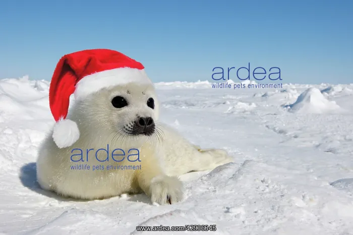 : Seal - wearing Christmas hat : Seal - wearing Christmas hat