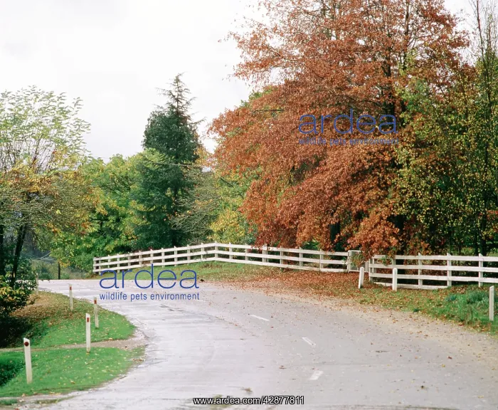 : Sealed road and fence near Bright : Sealed road and fence near Bright