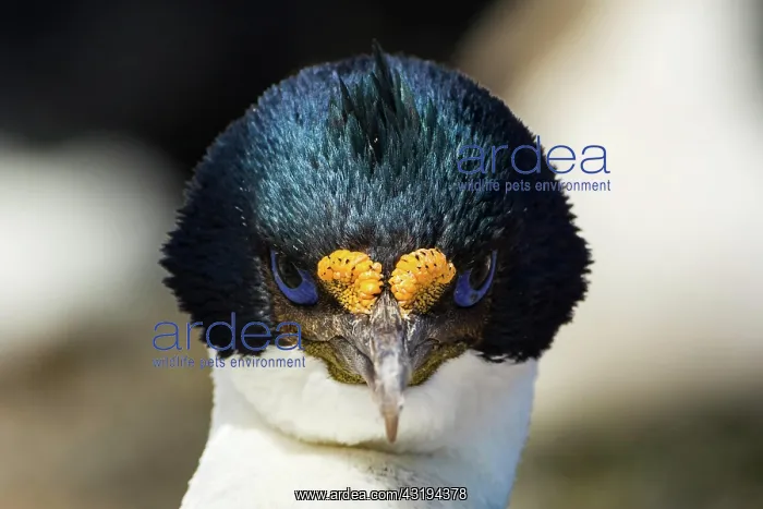 : Sealion Island, Imperial Shag (Phalacrocorax albiventer) : Sealion Island, Imperial Shag (Phalacrocorax albiventer)