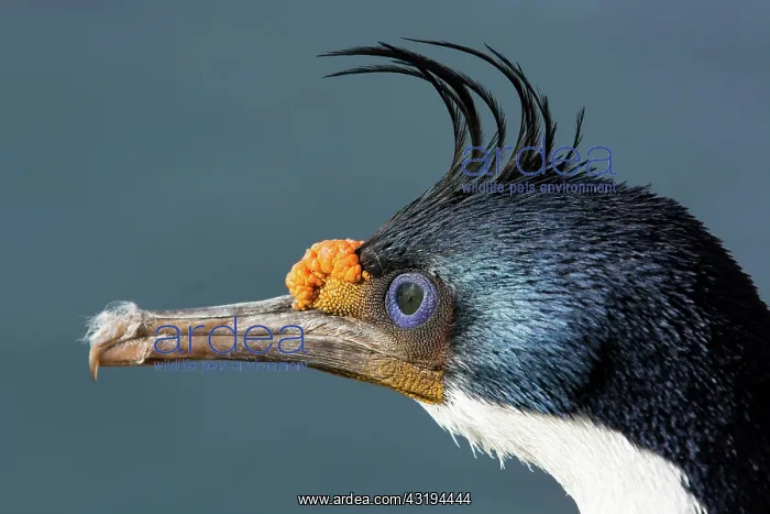 : Sealion Island, Imperial Shag (Phalacrocorax albiventer) : Sealion Island, Imperial Shag (Phalacrocorax albiventer)