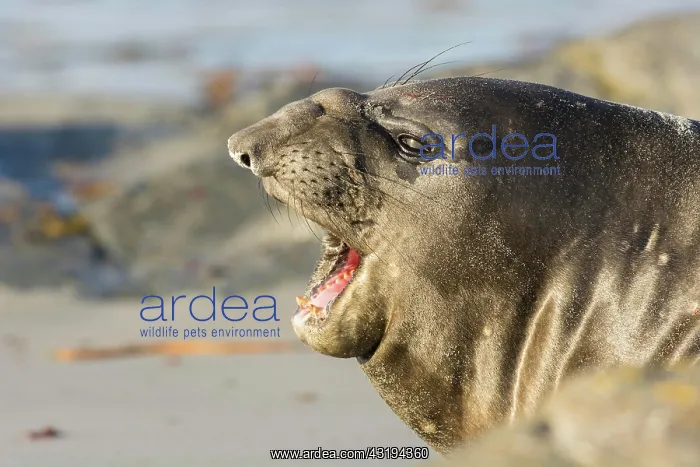 : Sealion Island, Southern Elephant Seal (Mirounga : Sealion Island, Southern Elephant Seal (Mirounga