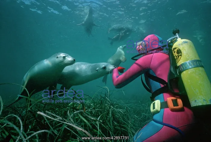 : Sealion wth a diver : Sealion wth a diver