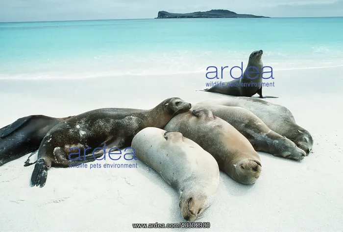 : SEALIONS - basking on beach : SEALIONS - basking on beach