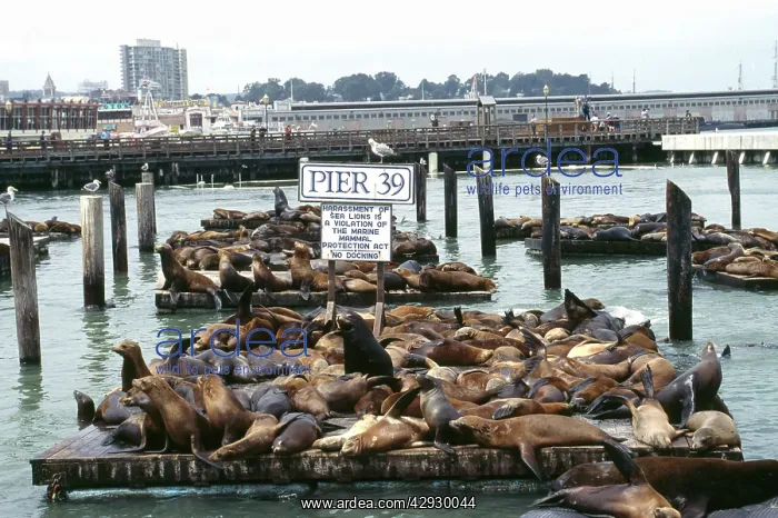 : Sealions - at Pier 39, San Francisco : Sealions - at Pier 39, San Francisco