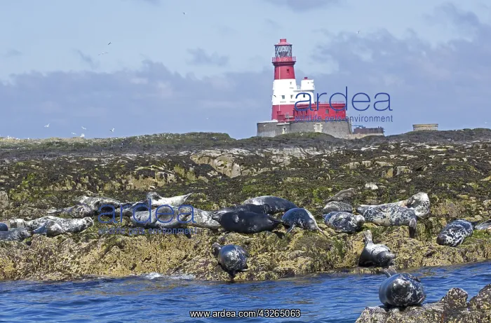 : Seals basking on rocks near Longstone lighthouse : Seals basking on rocks near Longstone lighthouse