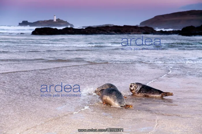 : Seals - on beach released by Seal Sanctuary : Seals - on beach released by Seal Sanctuary