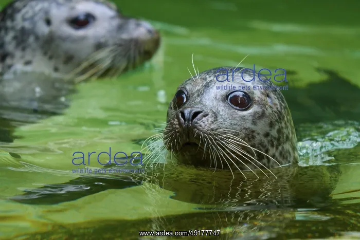 : Two seals in green water, one in the foreground with a curious look : Two seals in green water, one in the foreground with a curious look