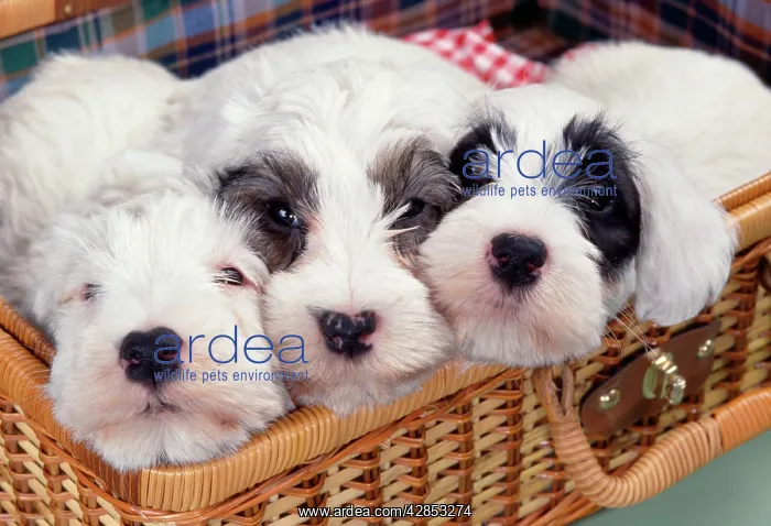 : Sealyham Terrier Dog : Sealyham Terrier Dog