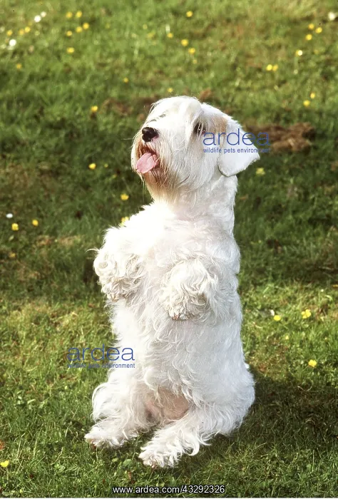: SEALYHAM TERRIER DOG - begging : SEALYHAM TERRIER DOG - begging