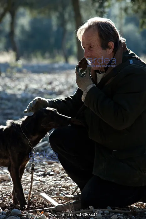 : Search of the black truffle in Southern France : Search of the black truffle in Southern France