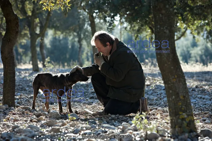 : Search of the black truffle in Southern France : Search of the black truffle in Southern France