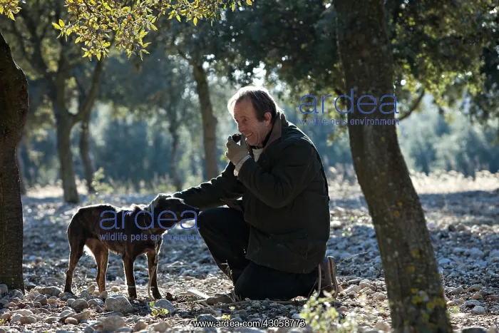 : Search of the black truffle in Southern France : Search of the black truffle in Southern France