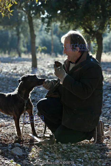 : Search of the black truffle in Southern France : Search of the black truffle in Southern France