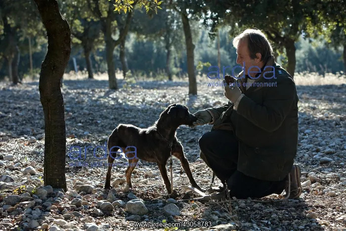 : Search of the black truffle in Southern France : Search of the black truffle in Southern France