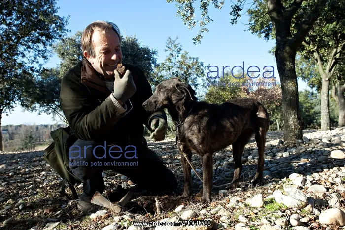 : Search of the black truffle in Southern France : Search of the black truffle in Southern France