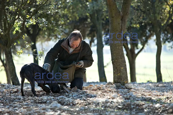 : Search of the black truffle in Southern France : Search of the black truffle in Southern France