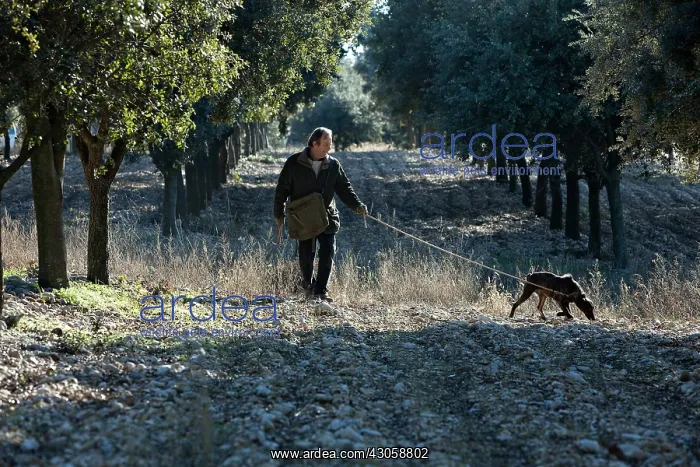 : Search of the black truffle in Southern France : Search of the black truffle in Southern France