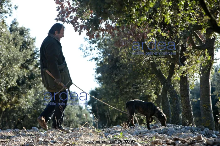 : Search of the black truffle in Southern France : Search of the black truffle in Southern France