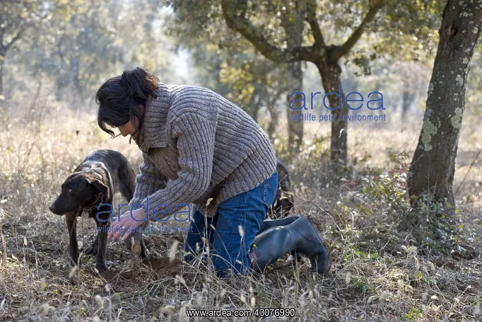: Search of Black Truffles with a truffle Dog Provence : Search of Black Truffles with a truffle Dog Provence