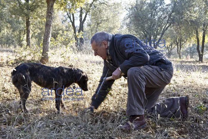 : Search of Black Truffles with a truffle Dog Provence : Search of Black Truffles with a truffle Dog Provence