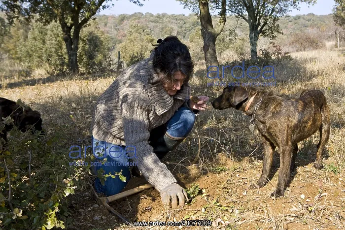 : Search of Black Truffles with truffle Dogs Provence : Search of Black Truffles with truffle Dogs Provence