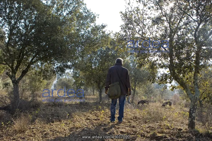 : Search of Black Truffles with truffle Dogs Provence : Search of Black Truffles with truffle Dogs Provence