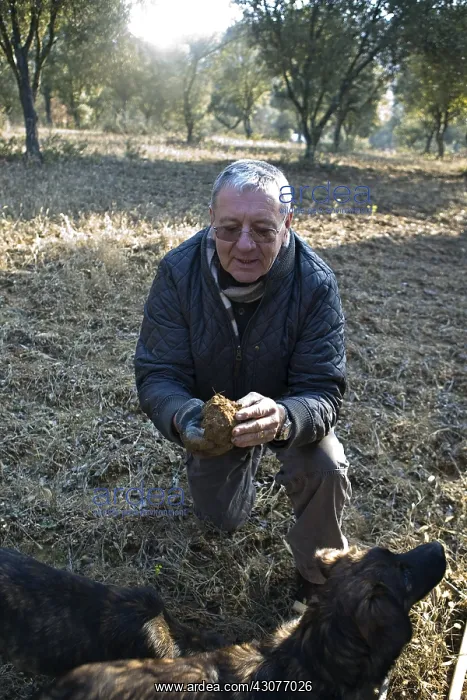 : Search of Black Truffles with truffle Dogs Provence : Search of Black Truffles with truffle Dogs Provence