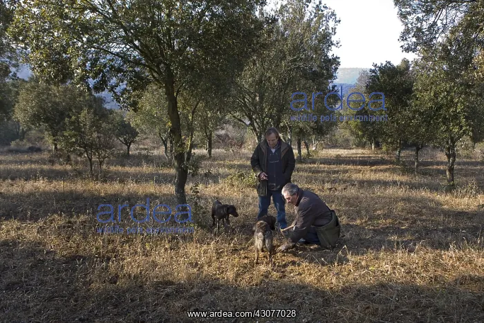 : Search of Black Truffles with truffle Dogs Provence : Search of Black Truffles with truffle Dogs Provence