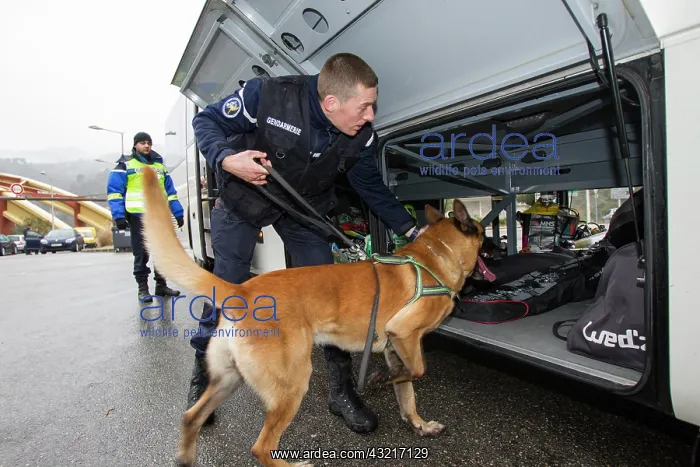 : Search for drugs in the hold of a car - France : Search for drugs in the hold of a car - France
