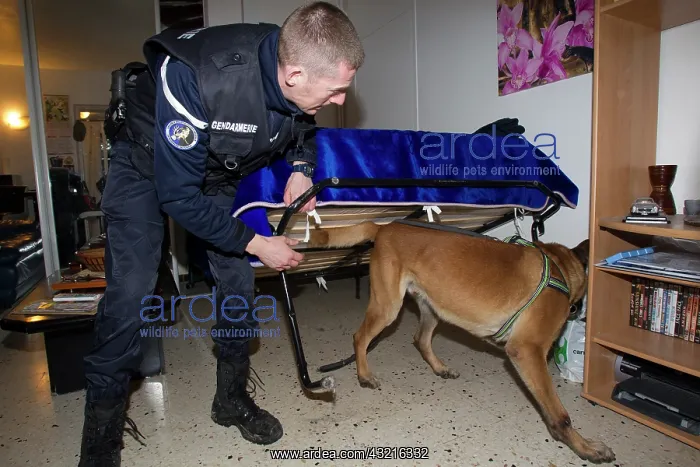 : Search narcotic during a house search - France : Search narcotic during a house search - France