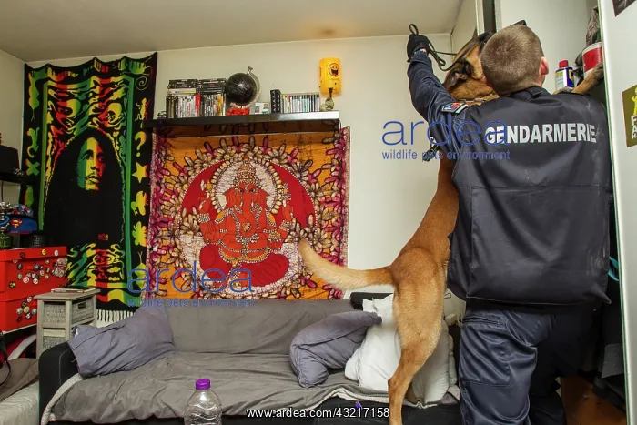 : Search narcotic during a house search - France : Search narcotic during a house search - France