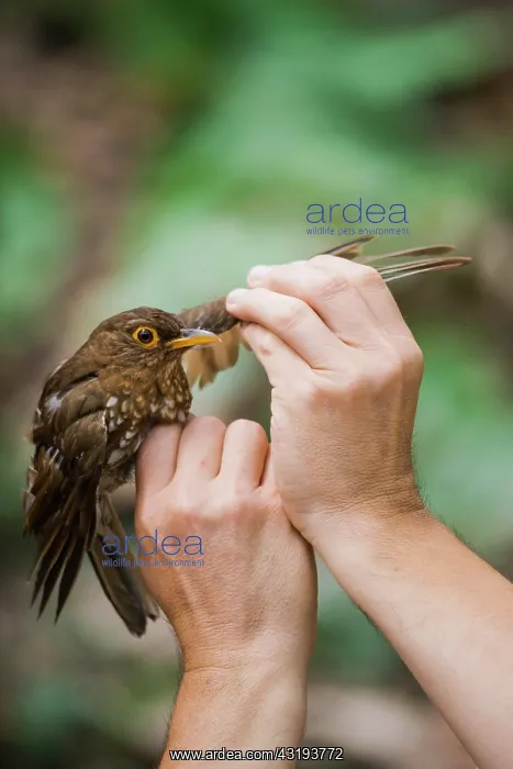 : Searching for parasites on a Forest Thrush (Turdus : Searching for parasites on a Forest Thrush (Turdus