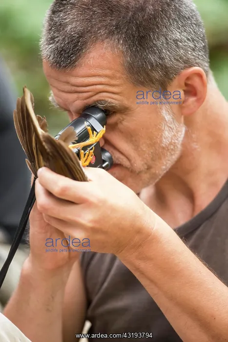 : Searching for parasites on a Forest Thrush (Turdus : Searching for parasites on a Forest Thrush (Turdus