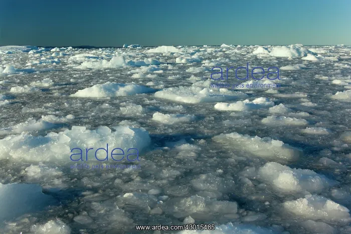 : Seascape drifting ice floes and breaking sea ice Summer : Seascape drifting ice floes and breaking sea ice Summer