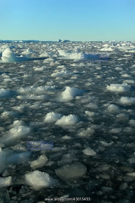  : Seascape drifting ice floes and breaking sea ice Summer