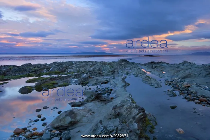 : Seascape at dusk - pink clouds at dusk over rocky : Seascape at dusk - pink clouds at dusk over rocky