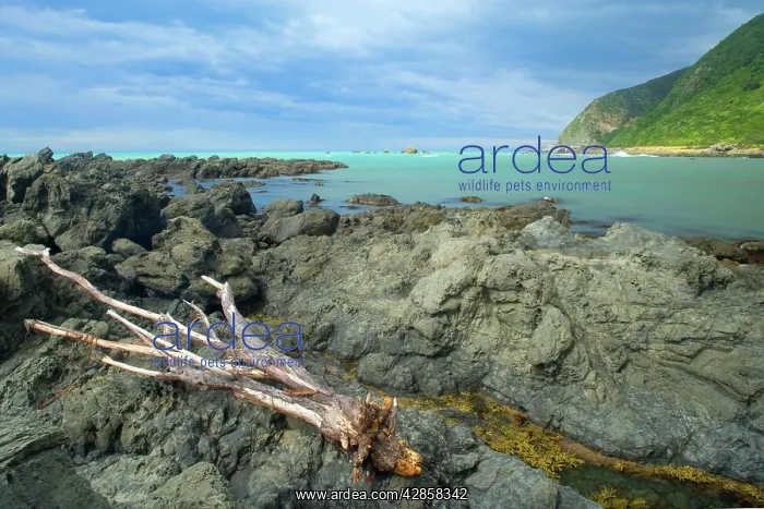 : Seascape - rugged rocks and tree trunk / driftwood : Seascape - rugged rocks and tree trunk / driftwood