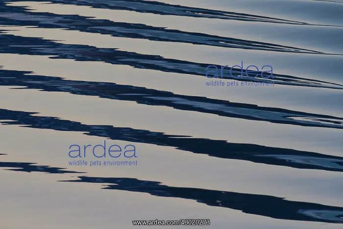 : Seascape sea patterns at sunset : Seascape sea patterns at sunset