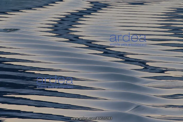 : Seascape sea patterns at sunset : Seascape sea patterns at sunset